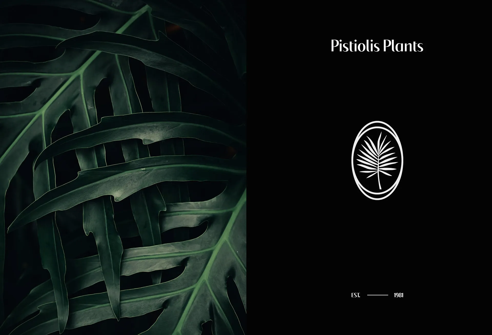 pistiolis-image-5