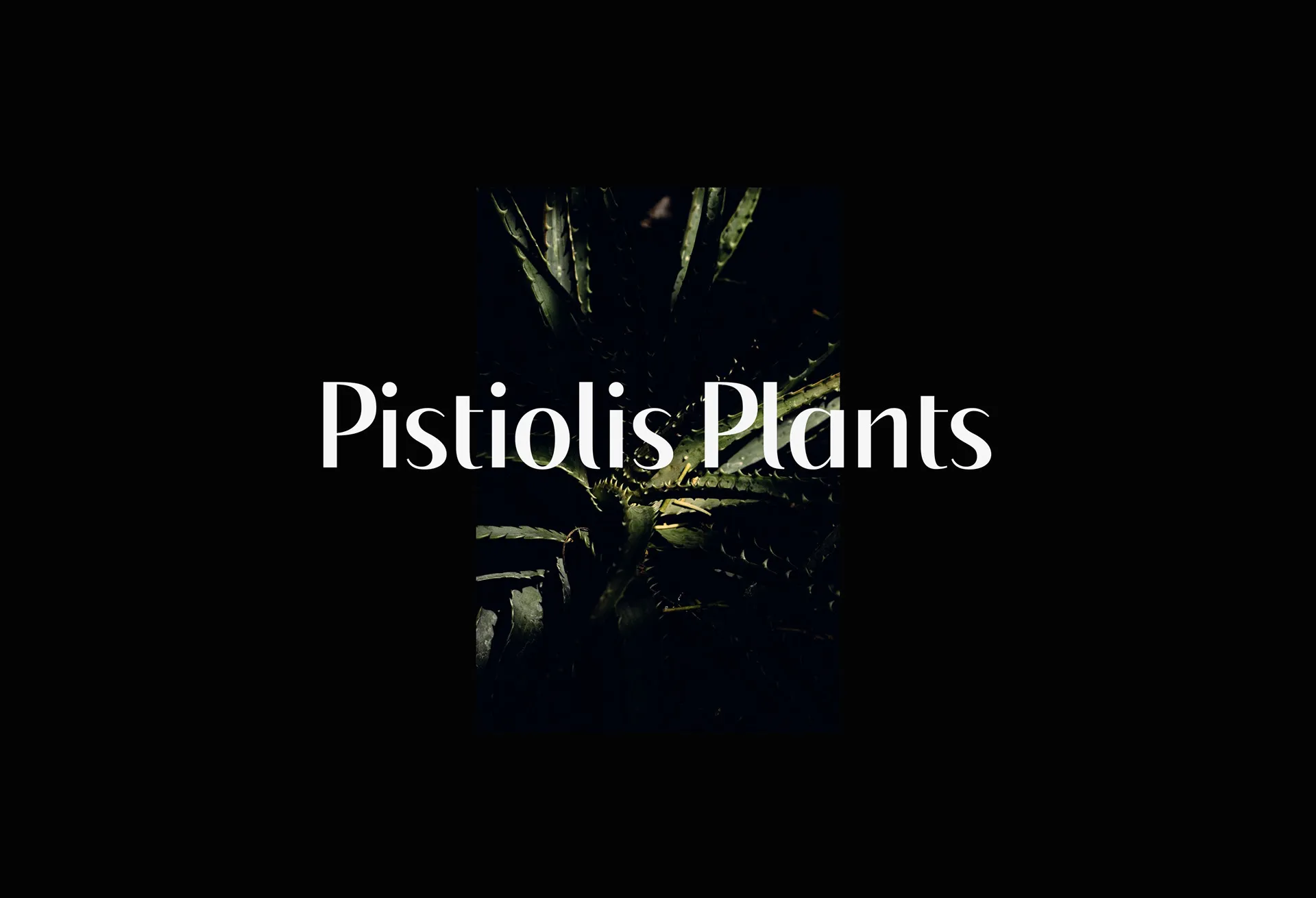 pistiolis-image-8